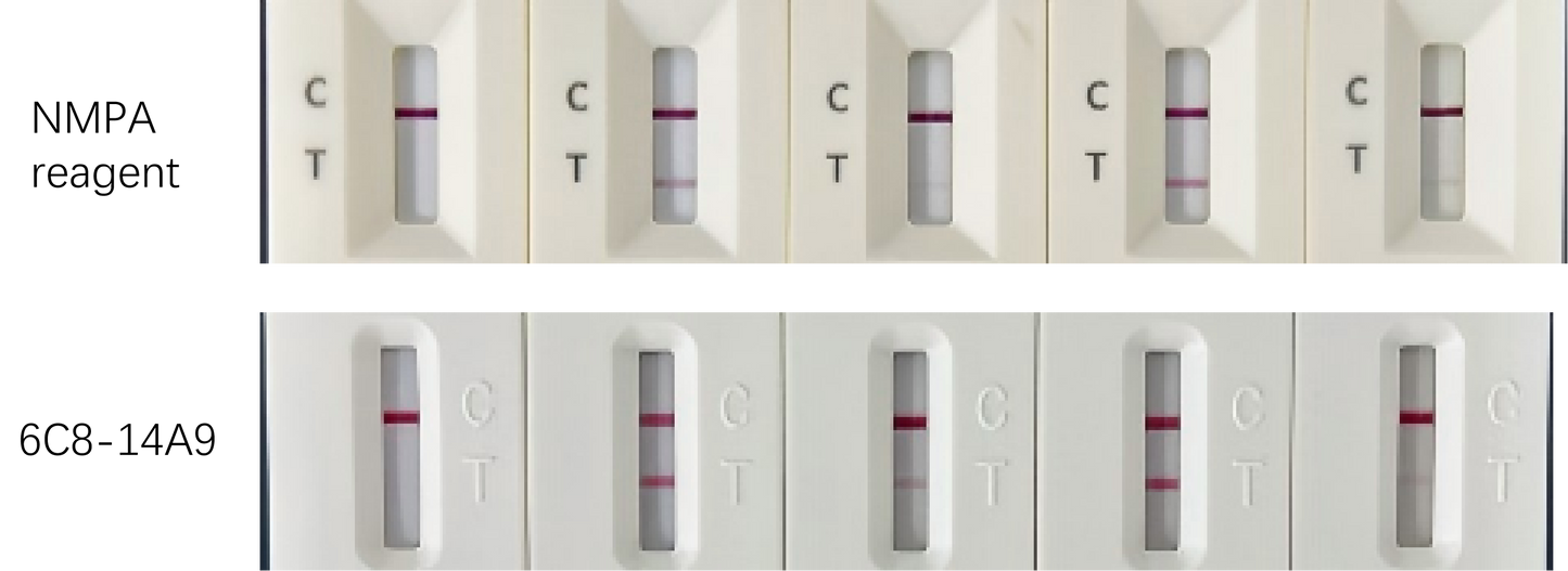 TSF Antibody