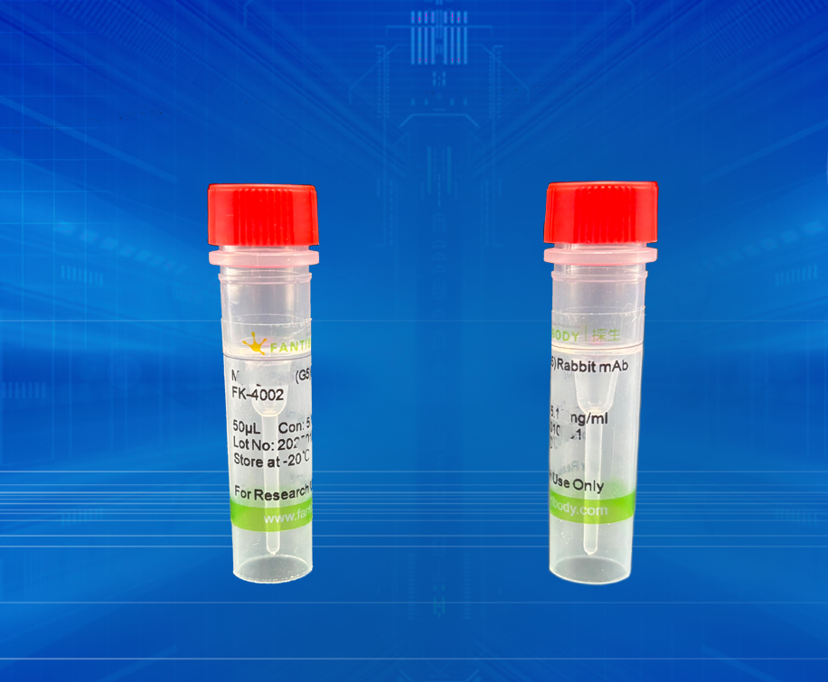 Casein Kinase 2 beta (V11) Rabbit mAb