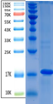 ASFV p54 Antigen