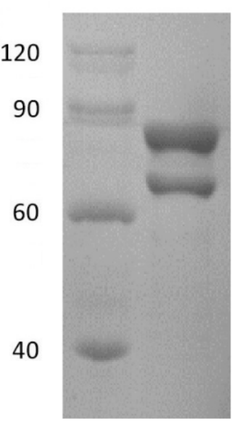 ASFV p72 Antigen