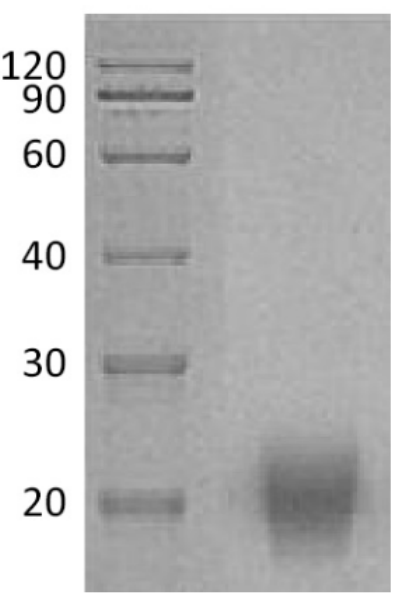 FSH Antigen