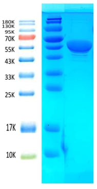 FluA Antigen