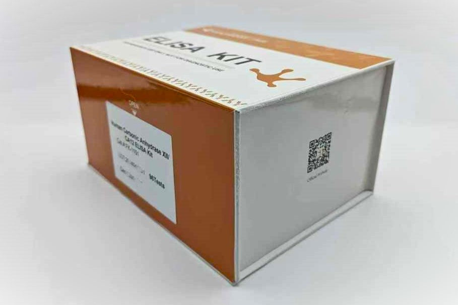 Human Carbonic Anhydrase XII/CA12 ELISA Kit