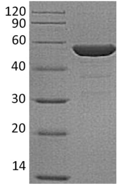 NSE Antigen