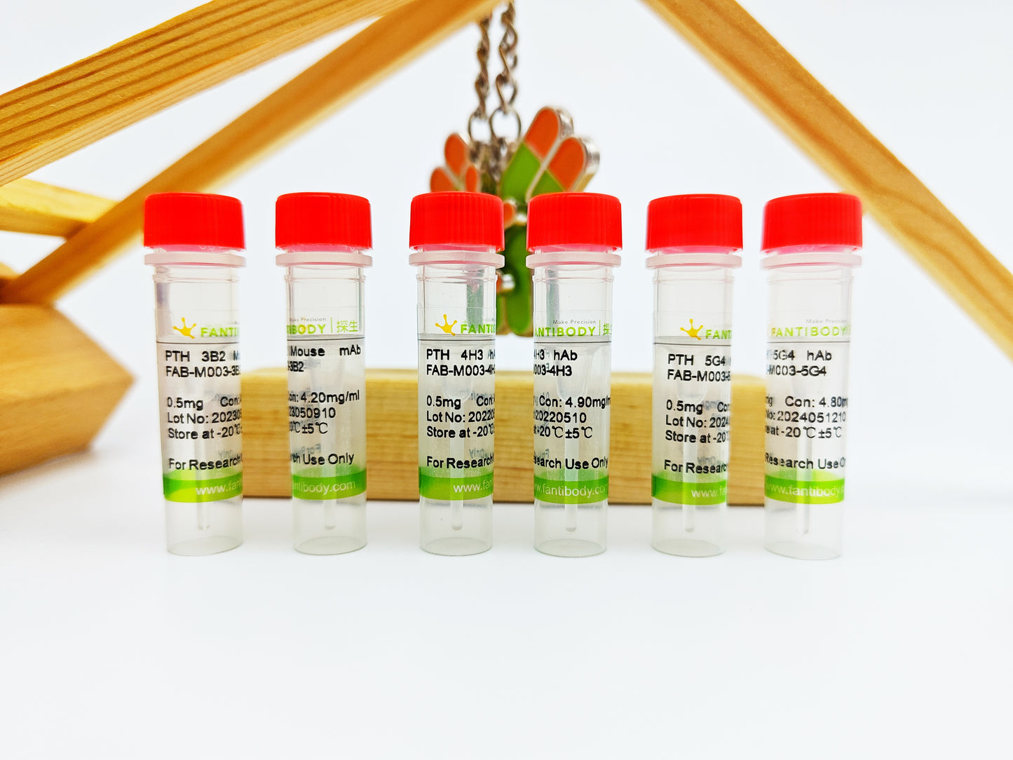 PTH Antibody