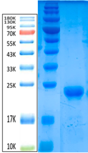 RBP4 Antigen