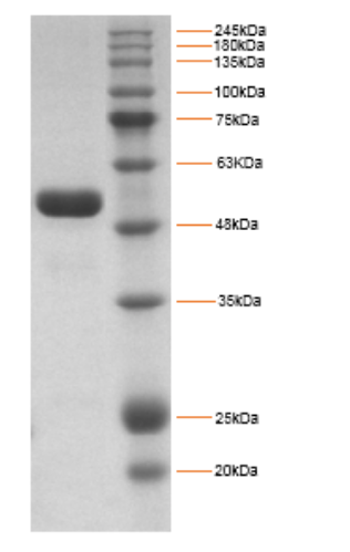 RSV Antigen