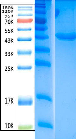 SCCA1 Antigen