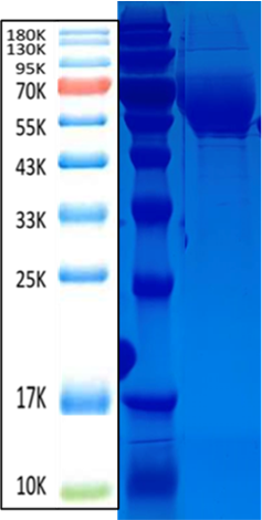 ST2 Antigen