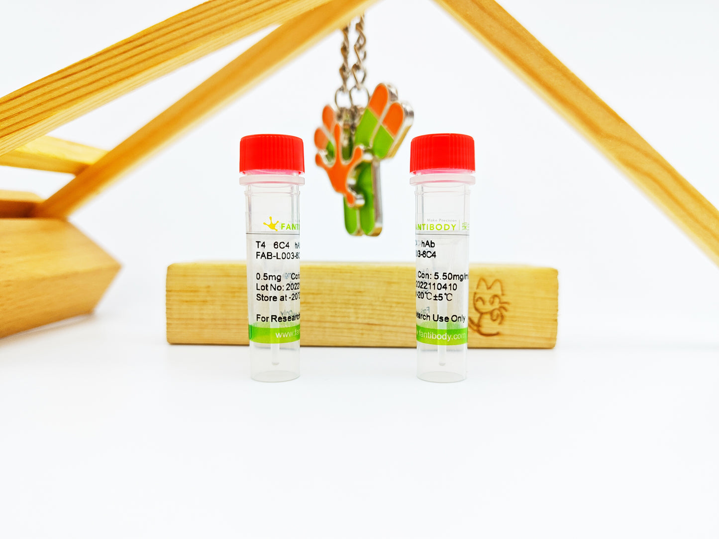 T4 Antibody