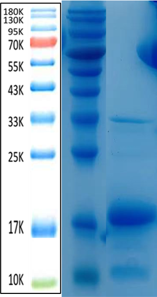 TNF-α Antigen