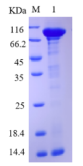 TP Antigen