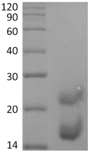 TSH Antigen