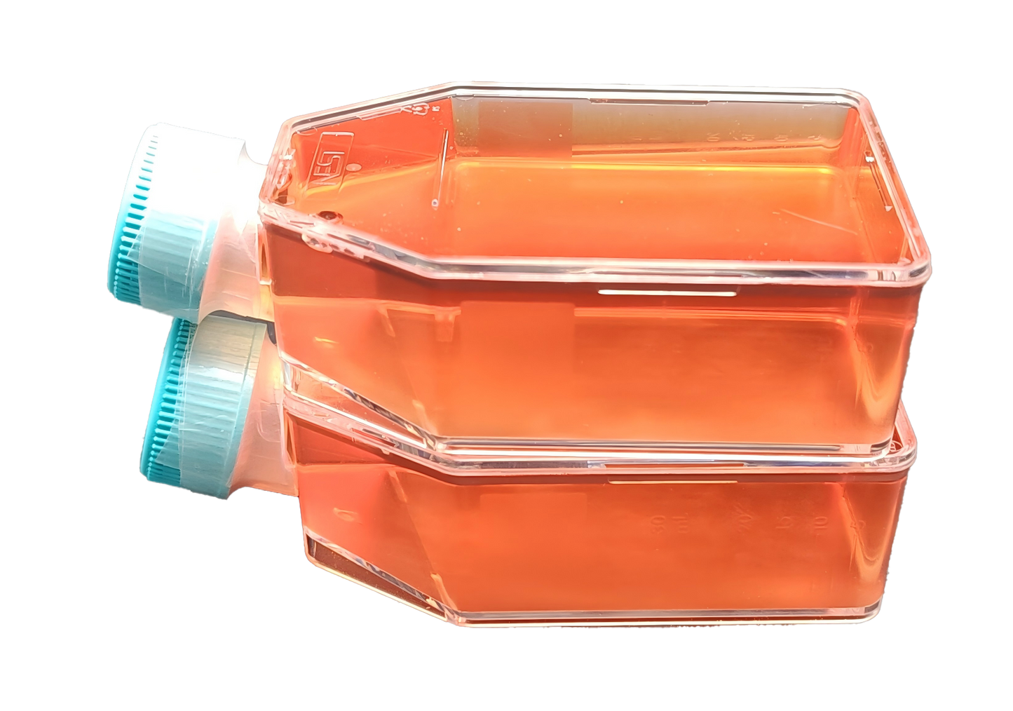 SNU-1
