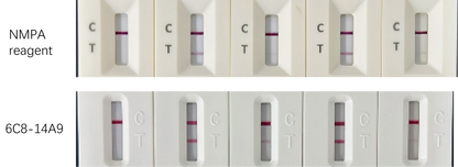TSF Antibody