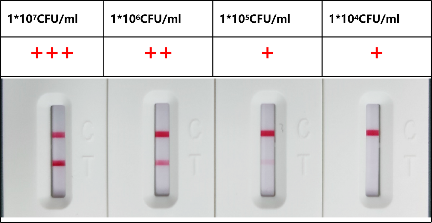 HP Antibody