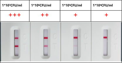 HP Antibody