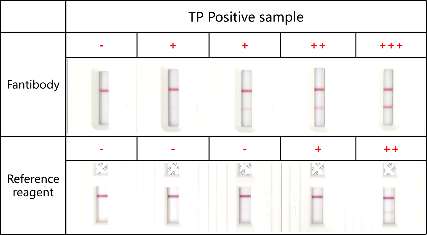 TP-L Antibody