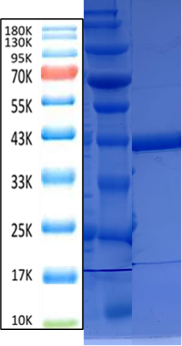 登革热NS1抗原