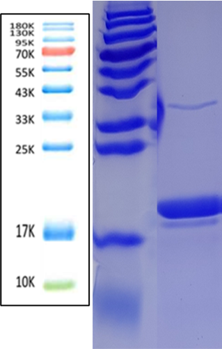 Fer Antigen