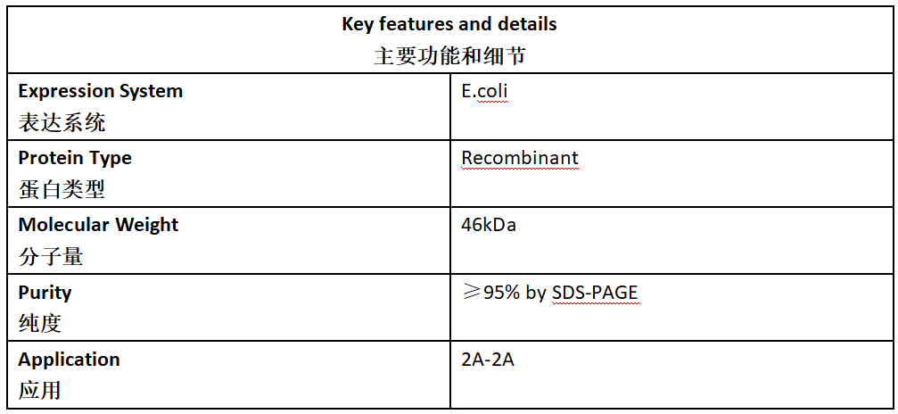 HIV Ⅱ Antigen