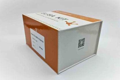 Human CCL13/MCP-4 ELISA Kit