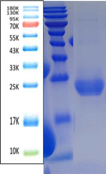 IL-6 Antigen