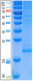 IL-10 Antigen