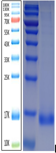 IL-17A Antigen