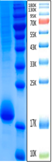 IL-4 Antigen