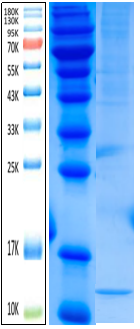 IL-8 Antigen