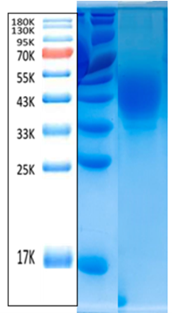 Lp-PLA2 Antigen