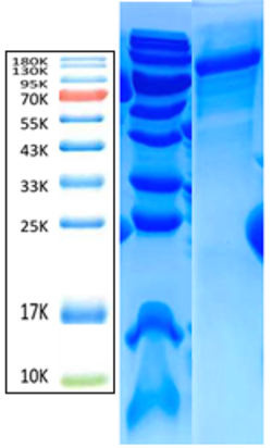 MPO Antigen