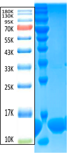 MPXV A29 Antigen