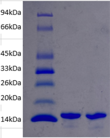 MYO Antigen