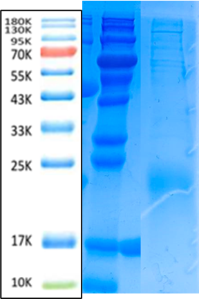 PLGF Antigen