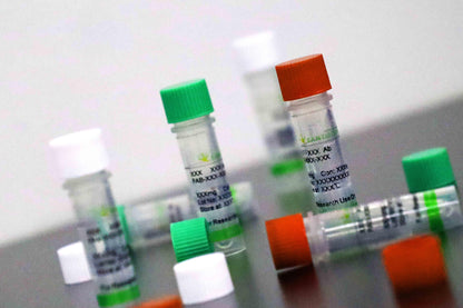 IL-12 Antibody