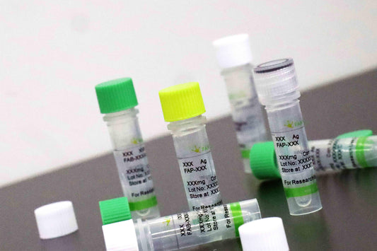 IGFBP-1 Antigen