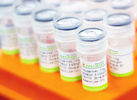 Anti-Human CD127 Antibodies